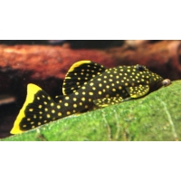 L177 Golden Nugget 5cm L177 Golden Nugget 5cm